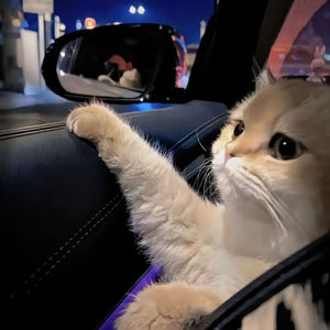 把女人按在地上猛c的视频网站
